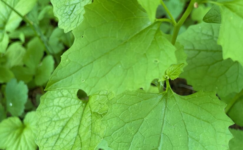 Frühlings-Kräuterwanderung am Hiltruper See
